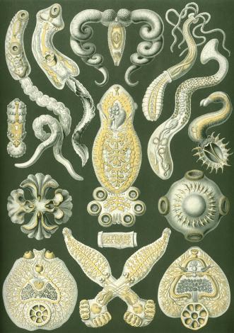 /upload/fotos/blogs_entradas/invertebrados_med.jpg