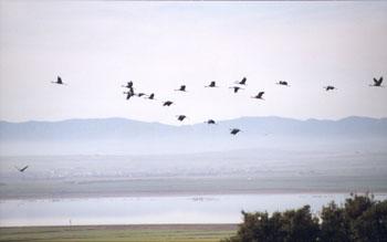 /upload/fotos/blogs_entradas/laguna_de_gallocanta_med.jpg